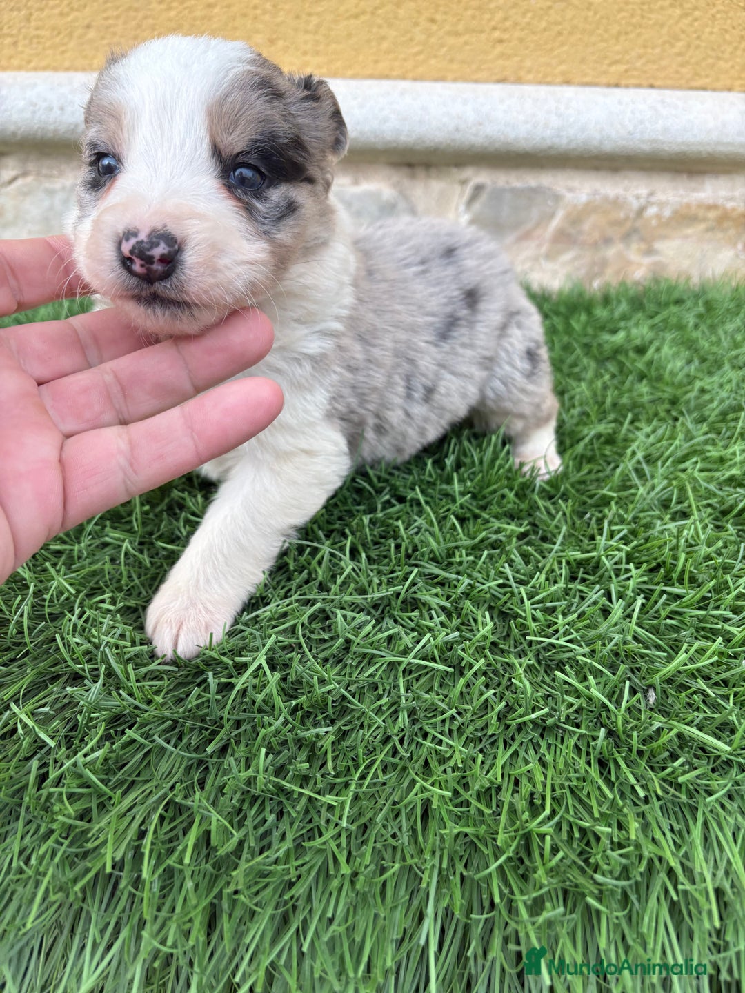 Border Collie perros en venta: Border Collie macho Merle precioso - Anuncio 13