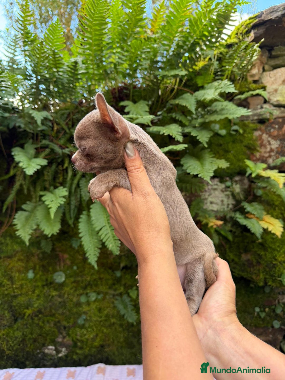 Chihuahua perros en venta: Hembrita Chihuahua Miniatura  - Anuncio 2
