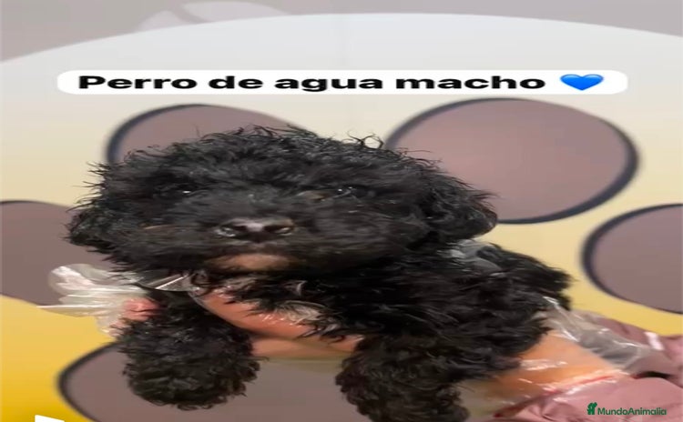 Perro de Agua Español perros - Anuncio 1