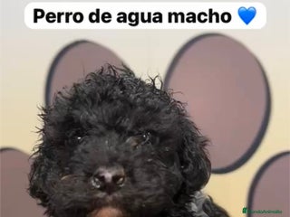 Perro de Agua Español perros - Anuncio 6