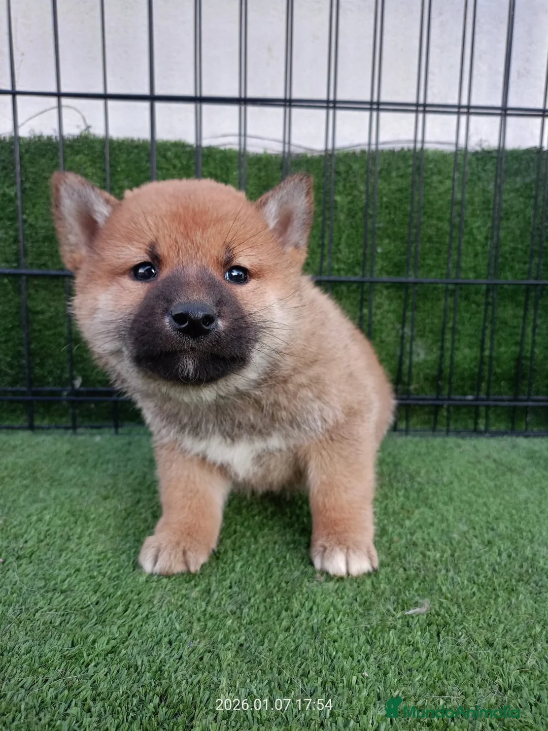 Shiba Inu perros en venta: CACHORRO SHIBA INU - Anuncio 1
