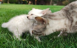 Bengalí gatos en venta: Disponibles cachorros de gato Bengalí - Imagen 1