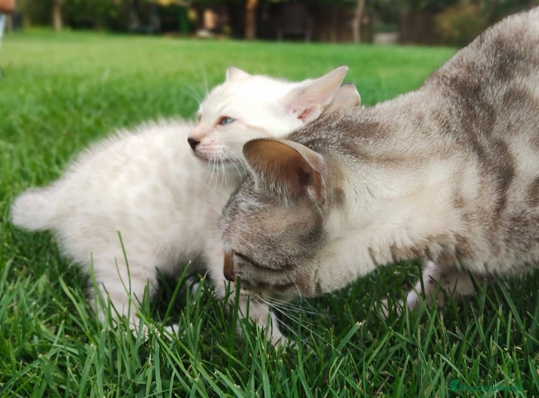 Bengalí gatos en venta: Disponibles cachorros de gato Bengalí - Imagen 1