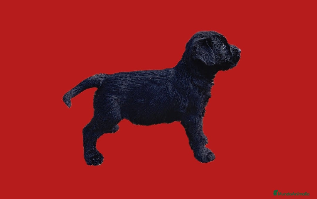 Schnauzer Gigante perros en venta: Schnauzer gigante  - Anuncio 3