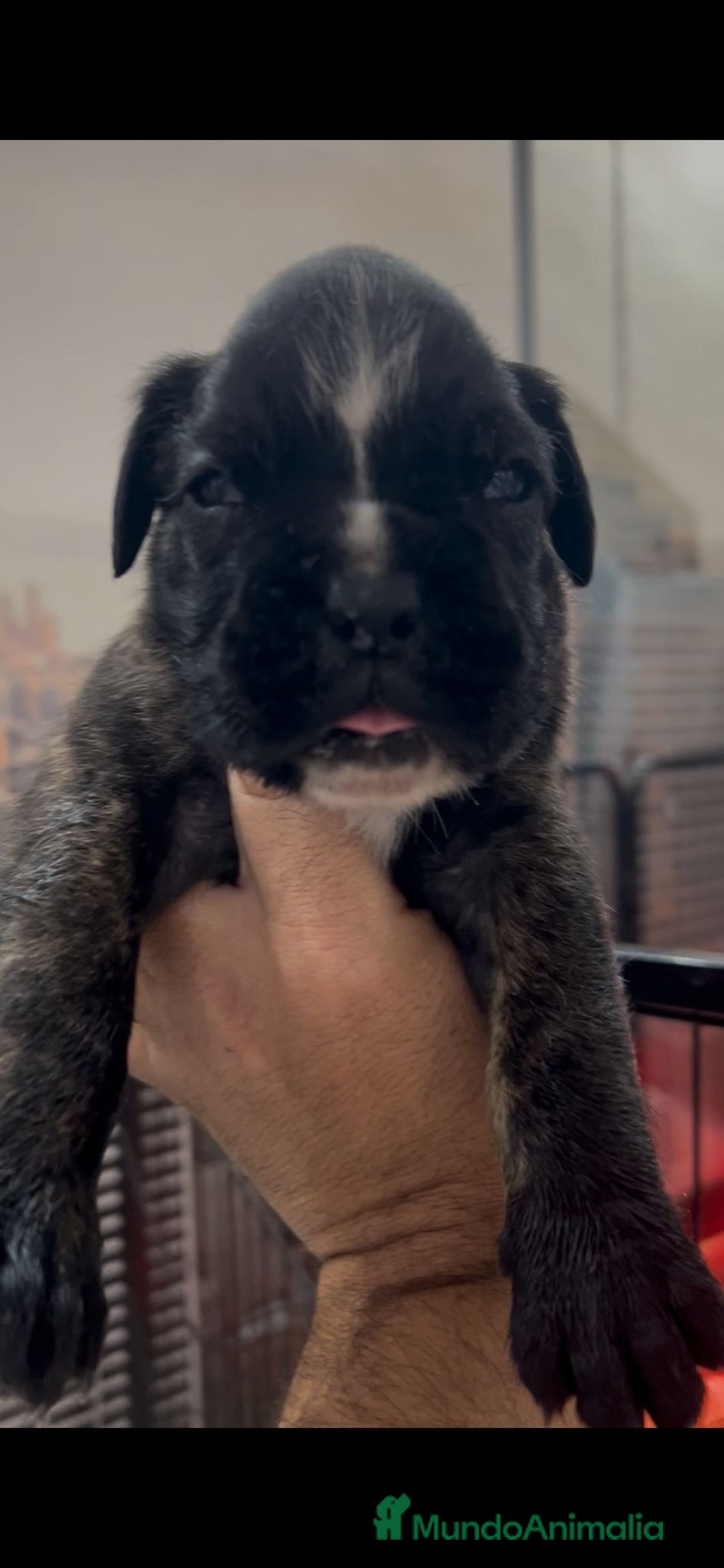 Boxer perros en venta: Camada de boxer  - Imagen 3