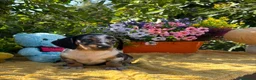 Teckel Miniatura perros en venta: Preciosa camada teckel mini - Anuncio 7