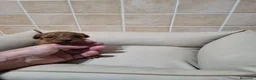 Raza Mixta perros en venta: Caniche  - Anuncio 2