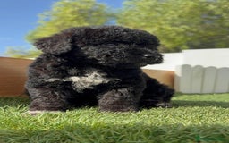 Perro de Agua Español perros en venta: PERRO DE AGUA ESPAÑOL HEMBRA - Imagen 16
