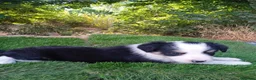Border Collie perros en venta: Border collies de Calidad  - Anuncio 4