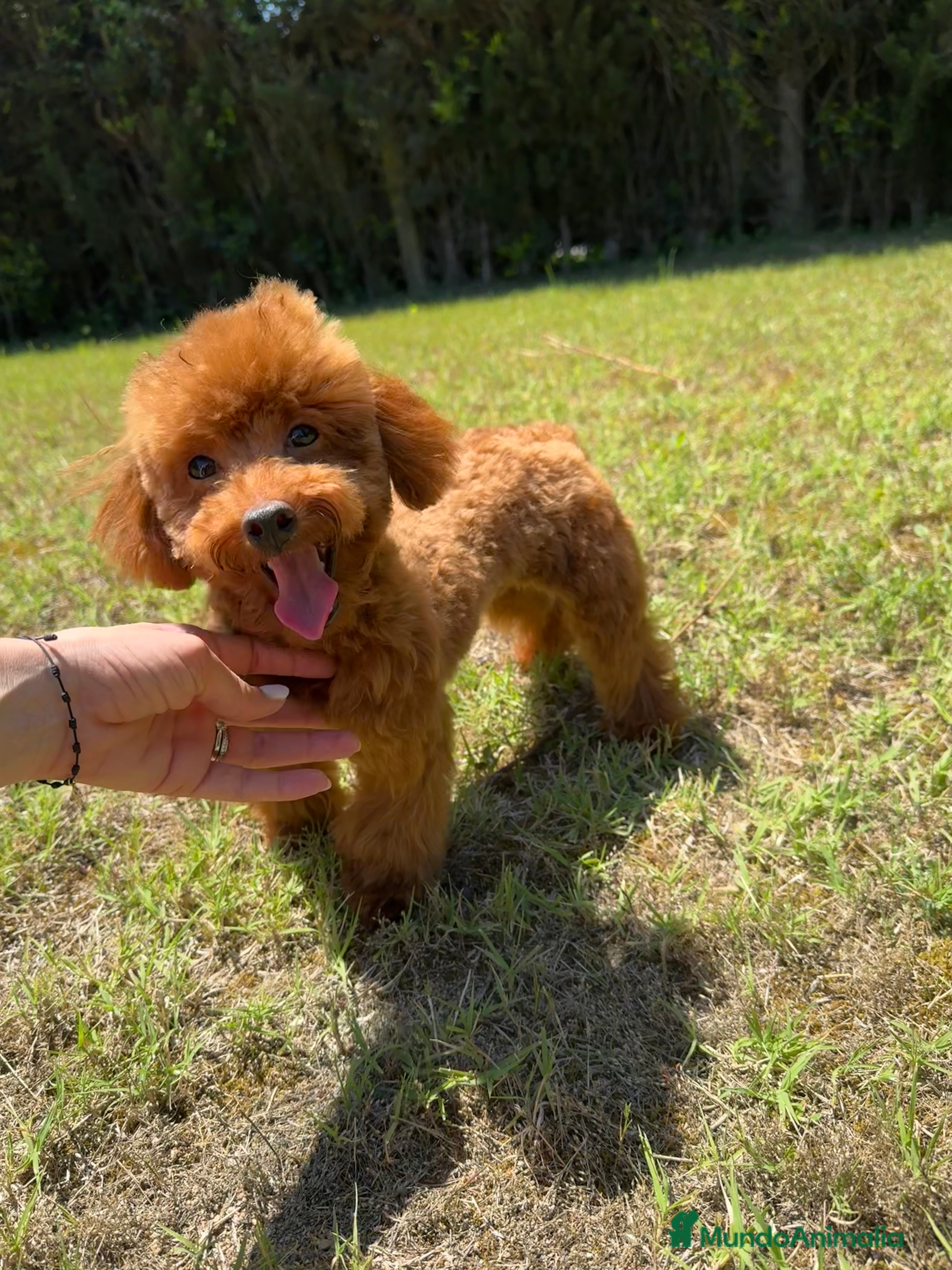 Caniche Toy perros Caniche teacup linea asiatica MONTA en Tarragona - Anuncio 1