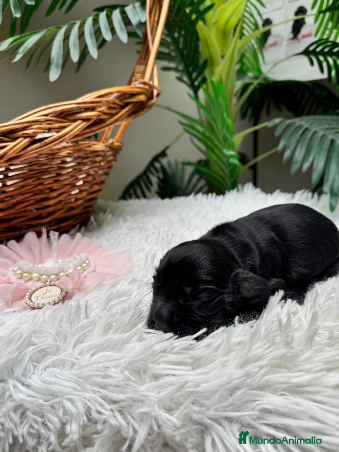 Cocker Spaniel Inglés perros en venta: COCKER HEMBRA - Anuncio 8