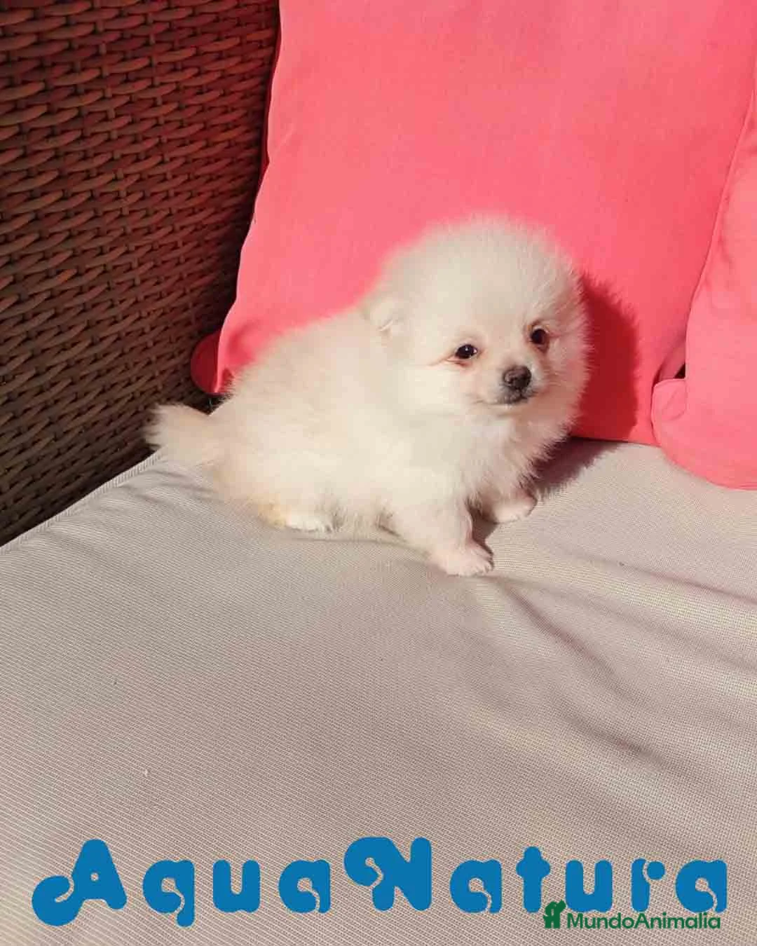 Pomerania perros en venta:  Pomerania Macho de Grana y Pompom 1881 AQUANATURA - Anuncio 7