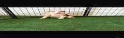 Border Collie perros en venta: Border collies  - Anuncio 2