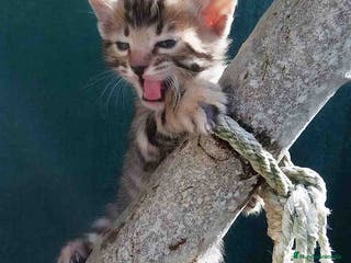 Bengalí gatos Camada gatitos Bengali - AQUANATURA en Barcelona - Anuncio 6