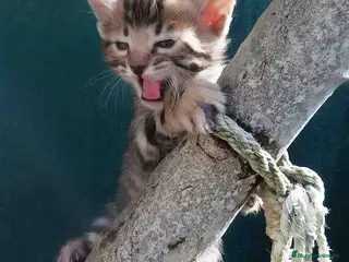 Bengalí gatos Camada gatitos Bengali - AQUANATURA en Barcelona - Anuncio 41