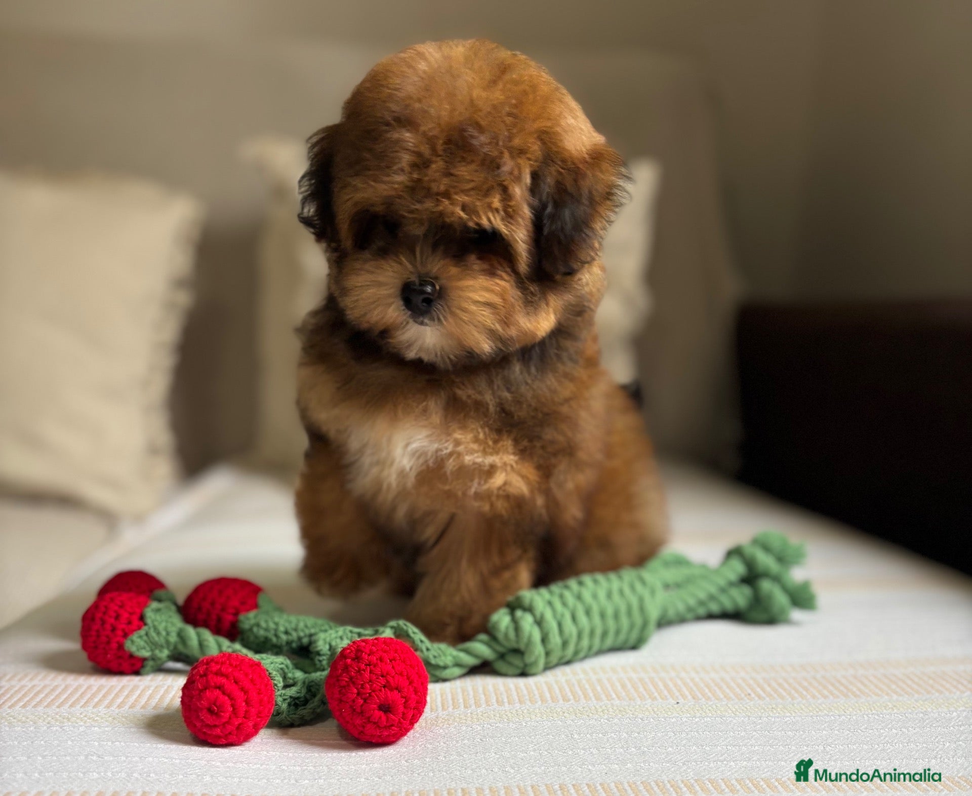 Maltipoo perros en venta: Maltipoo Hembra disponible !!! - Anuncio 2