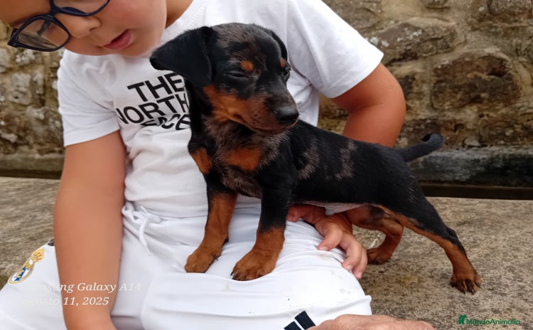 Pinscher Alemán perros - Anuncio 1