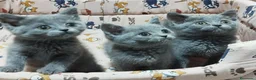 Británico de Pelo Corto Azul gatos en venta: British Shorthair azules - Anuncio 2