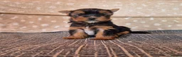 Yorkshire Terrier perros en venta: Cachorro de yorkshire terrier  - Anuncio 4