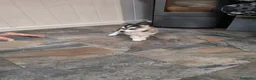Husky Siberiano perros en venta: Pareja de Husky siberiano - Anuncio 7