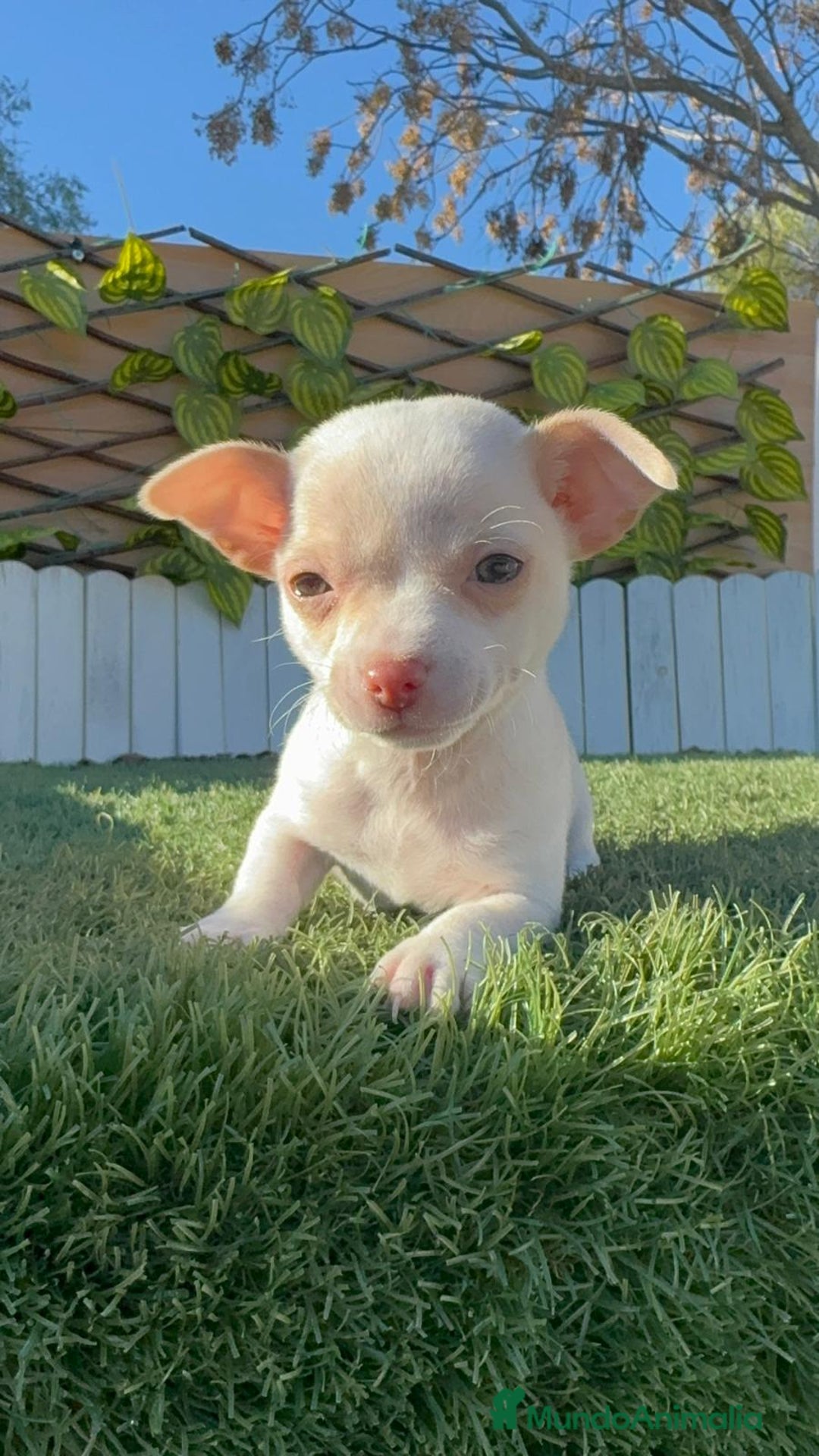 Chihuahua perros en venta: CHIHUAHUA  - Anuncio 26