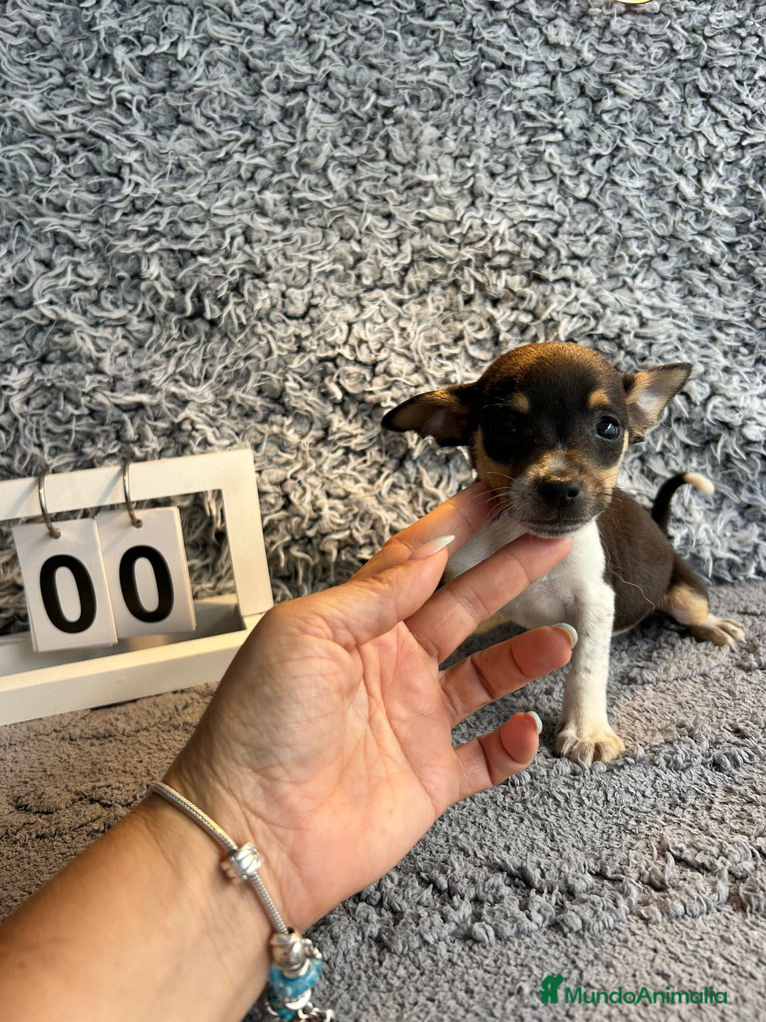 Chihuahua perros Chihuahua macho tricolor  - Anuncio 1