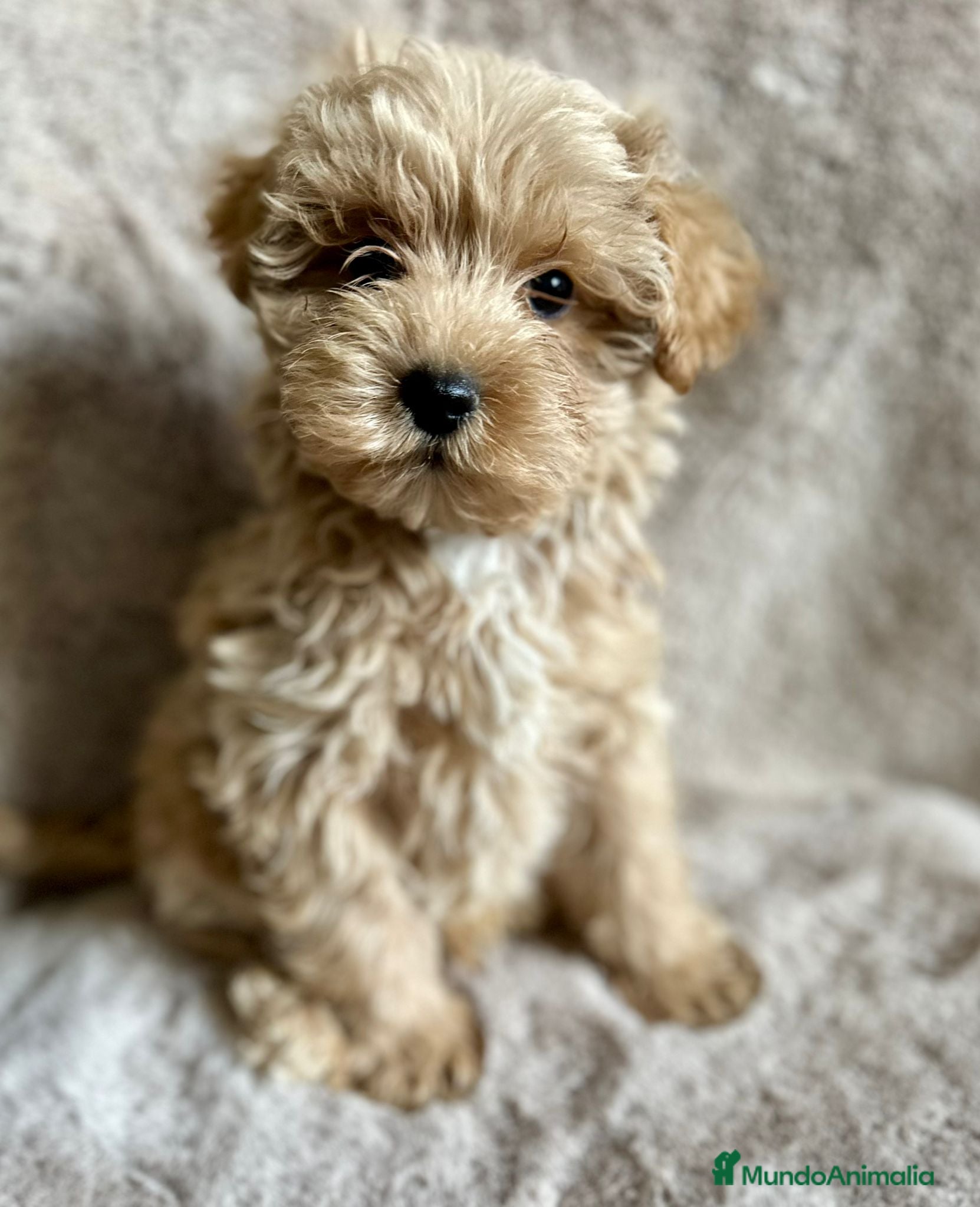 Maltipoo perros MALTIPOO APRICOT MACHO - Anuncio 2