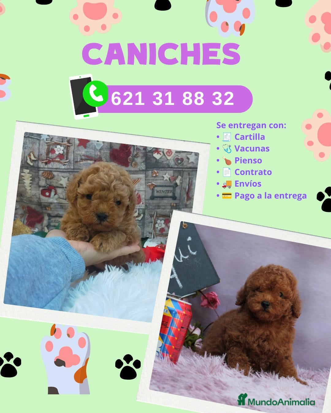 Caniche Enano perros Cachorros de caniche toy  - Anuncio 2