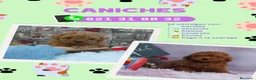 Caniche Enano perros en venta: Cachorros de caniche toy  - Anuncio 1