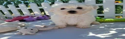 Bichón Maltés perros en venta: Bebés Bichon Maltés  - Anuncio 5