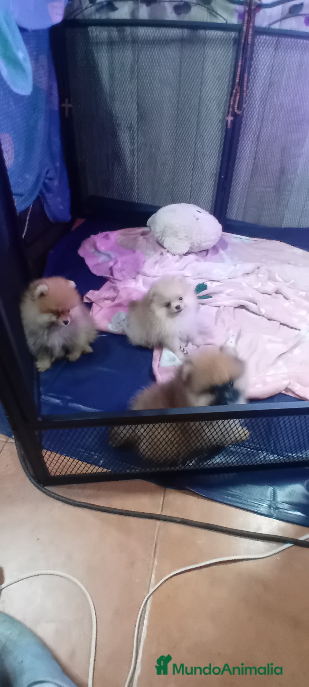 Pomerania perros en venta: Preciosos pomeranias americanos boo  - Imagen 2