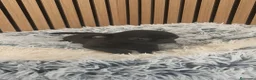 Chihuahua perros en venta: Chihuahua Toy Machitos  - Anuncio 3