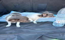 Chihuahua perros en venta: Chihuahuas pelo largo blanco blue - Imagen 17