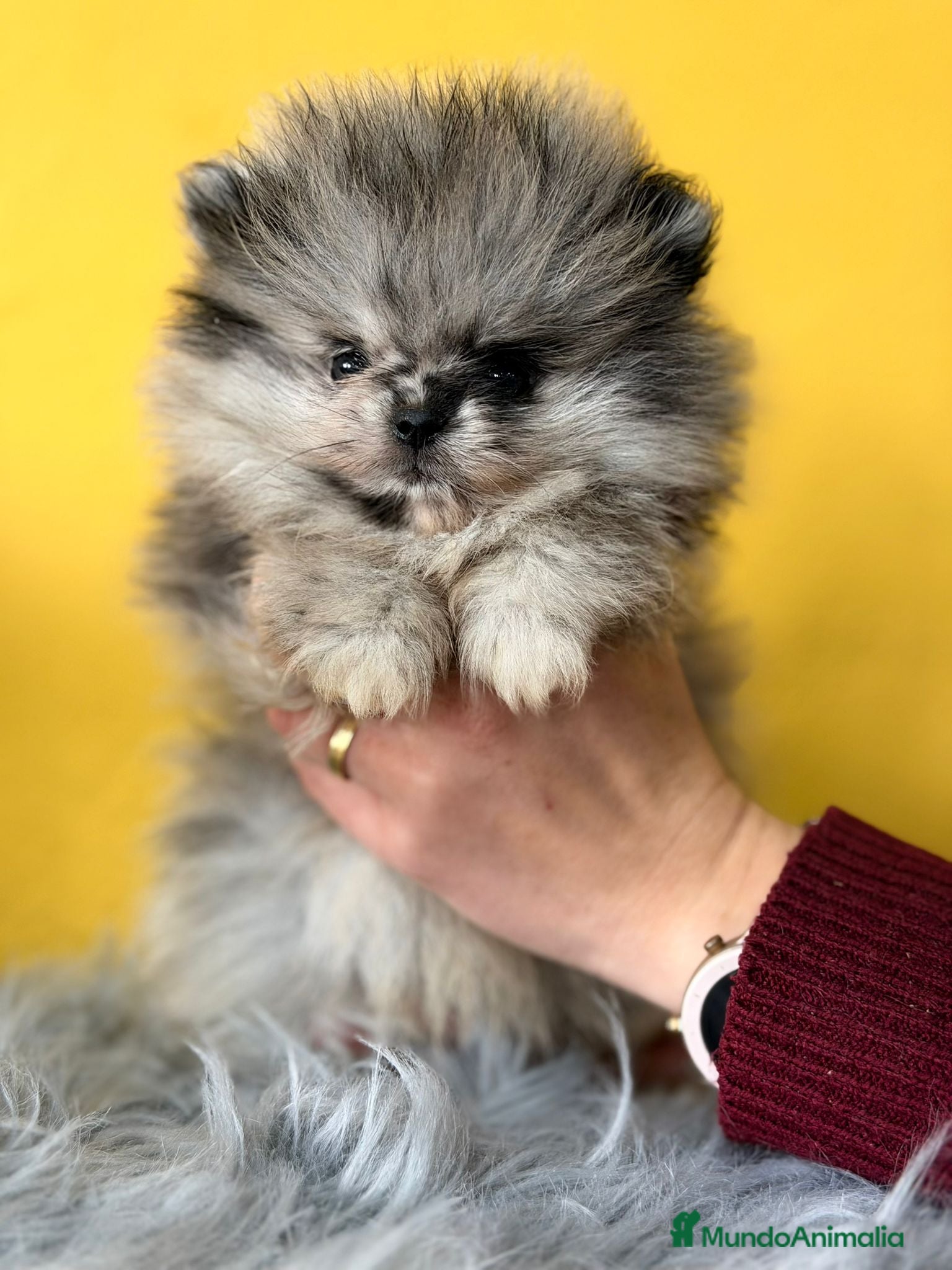 Pomerania perros Pomerania merlé - Anuncio 4