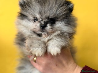 Pomerania perros Pomerania merlé - Anuncio 4