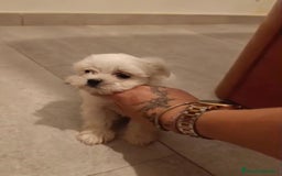 Bichón Maltés perros en venta: Bichon maltés toy - Imagen 5
