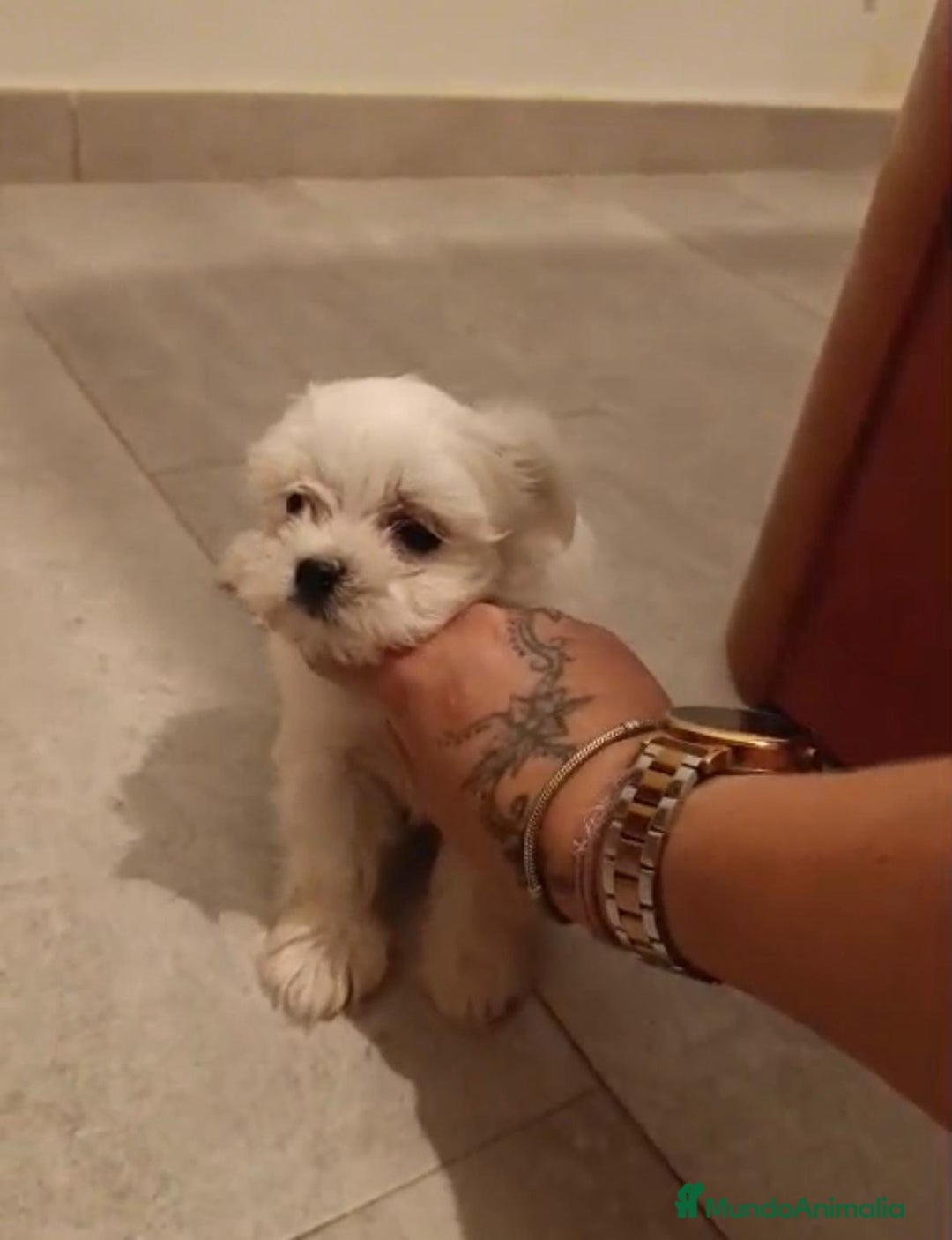 Bichón Maltés perros en venta: Bichon maltés toy - Imagen 5