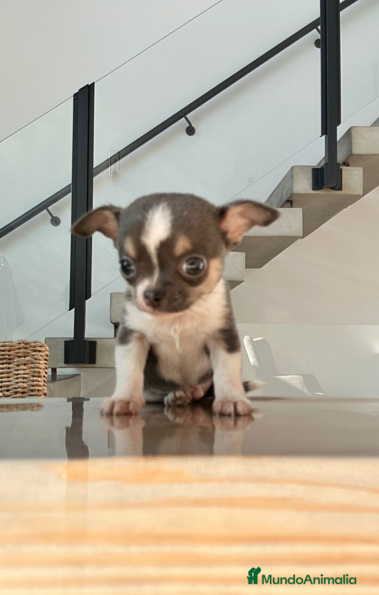 Chihuahua perros Chihuahua miniatura  - Anuncio 2