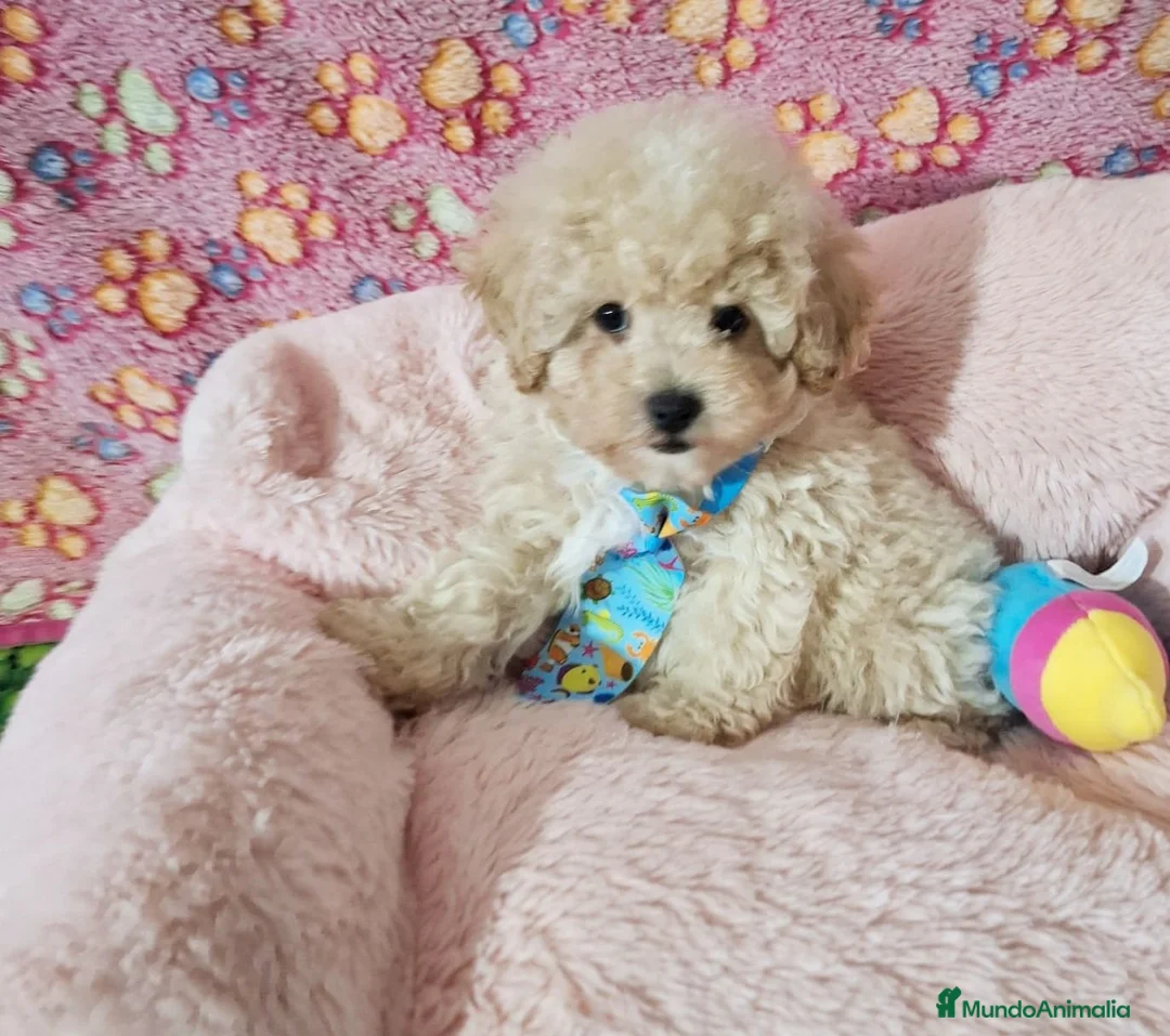 Caniche Enano perros en venta: Cachorros Caniche - Anuncio 5