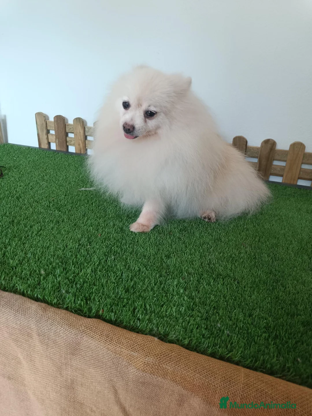 Pomerania perros en venta: Pomerania  - Anuncio 6