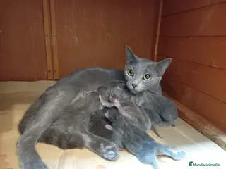 Azul Ruso gatos Azul ruso hipoalergénico - Anuncio 1