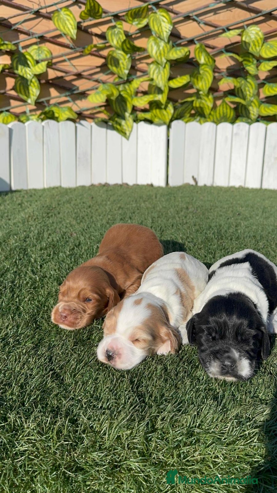 Cocker Spaniel Inglés perros en venta: COCKER SPANIEL INGLES - Anuncio 17