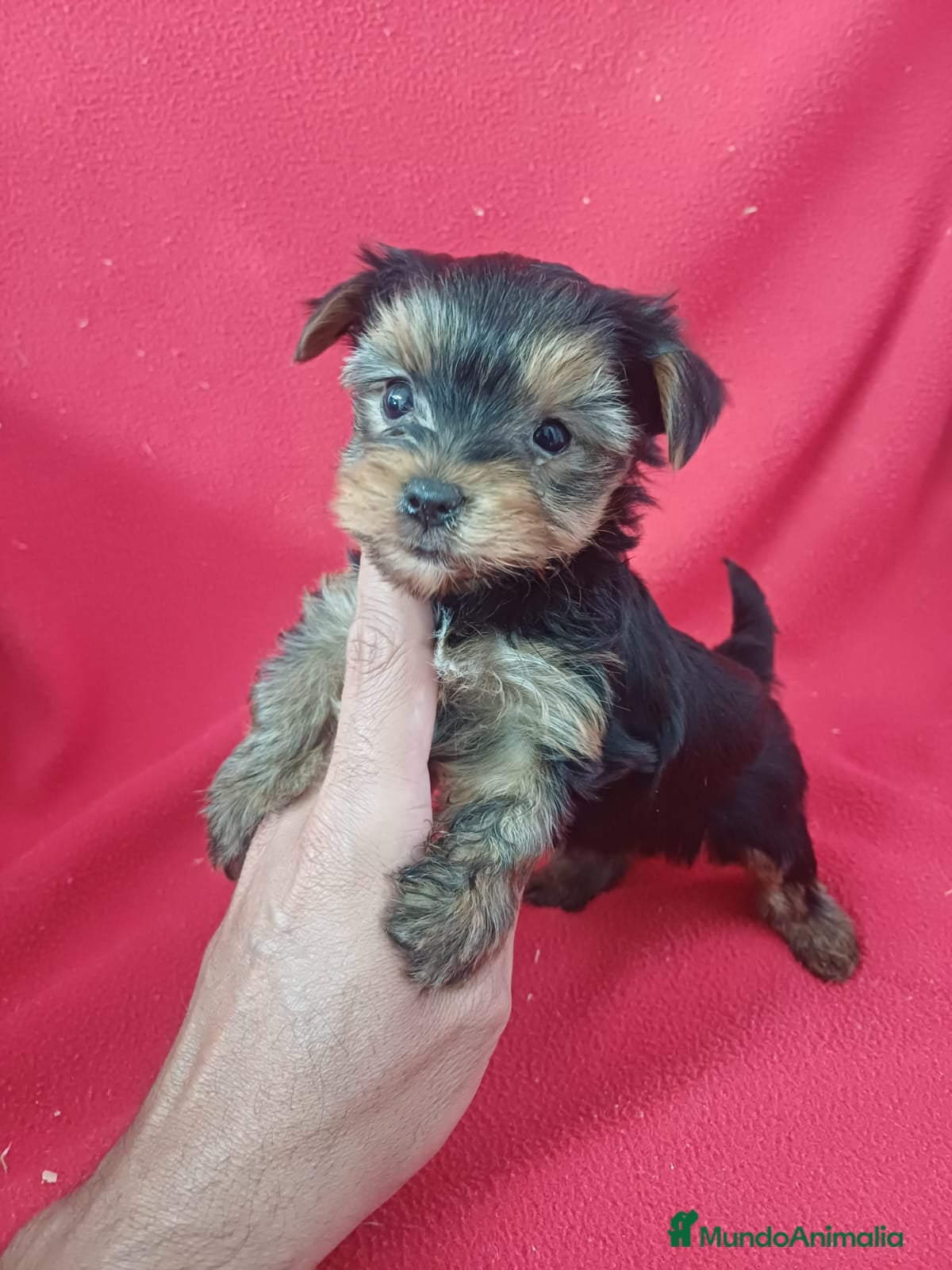 Yorkshire Terrier perros Yorkshire Terrier  - Anuncio 1