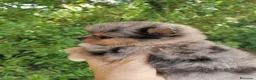 Pomerania perros en venta: Pomerania TOY de calidad Finca Paunais  - Anuncio 1