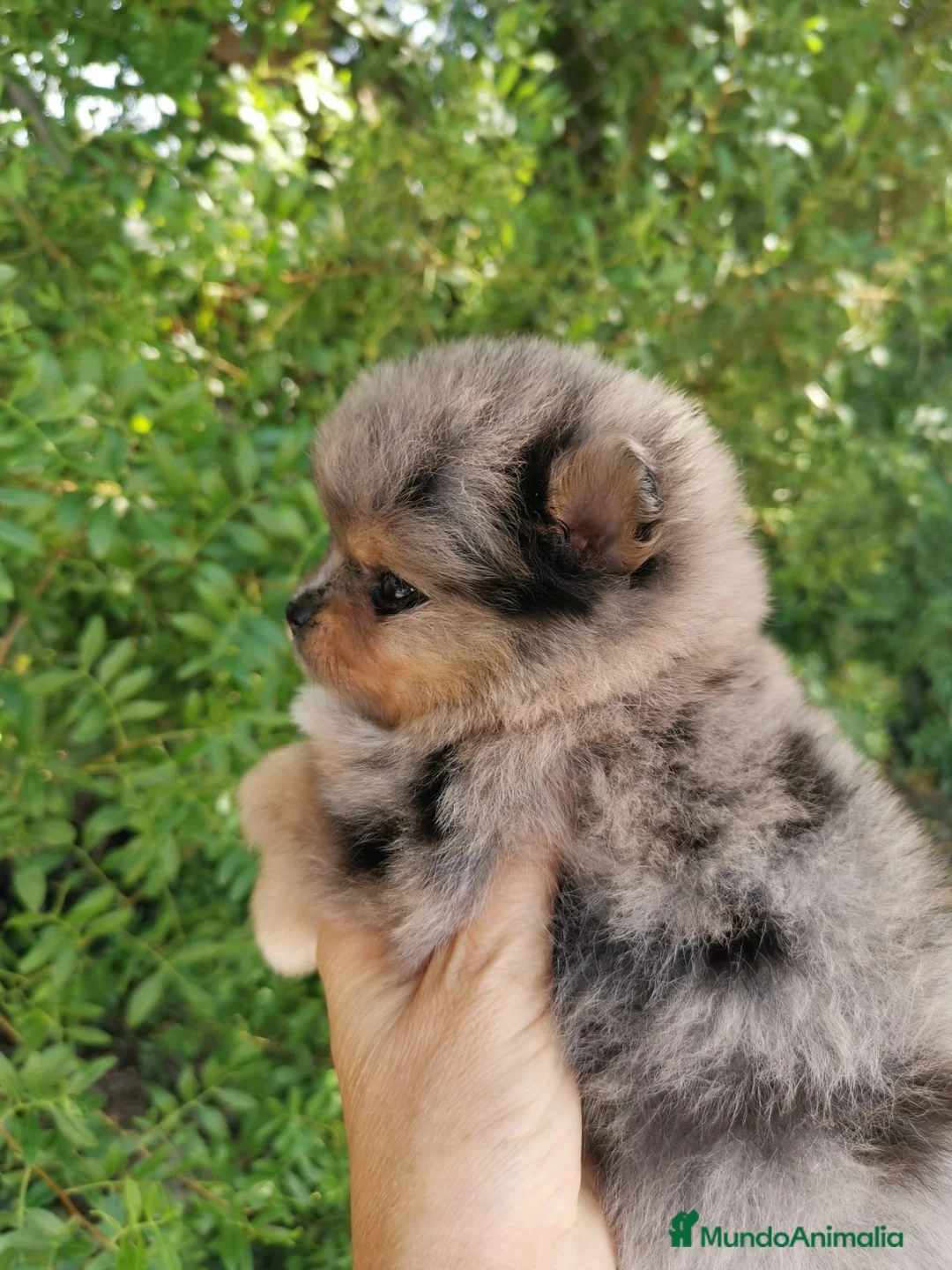 Pomerania perros en venta: Pomerania TOY de calidad Finca Paunais  - Anuncio 1