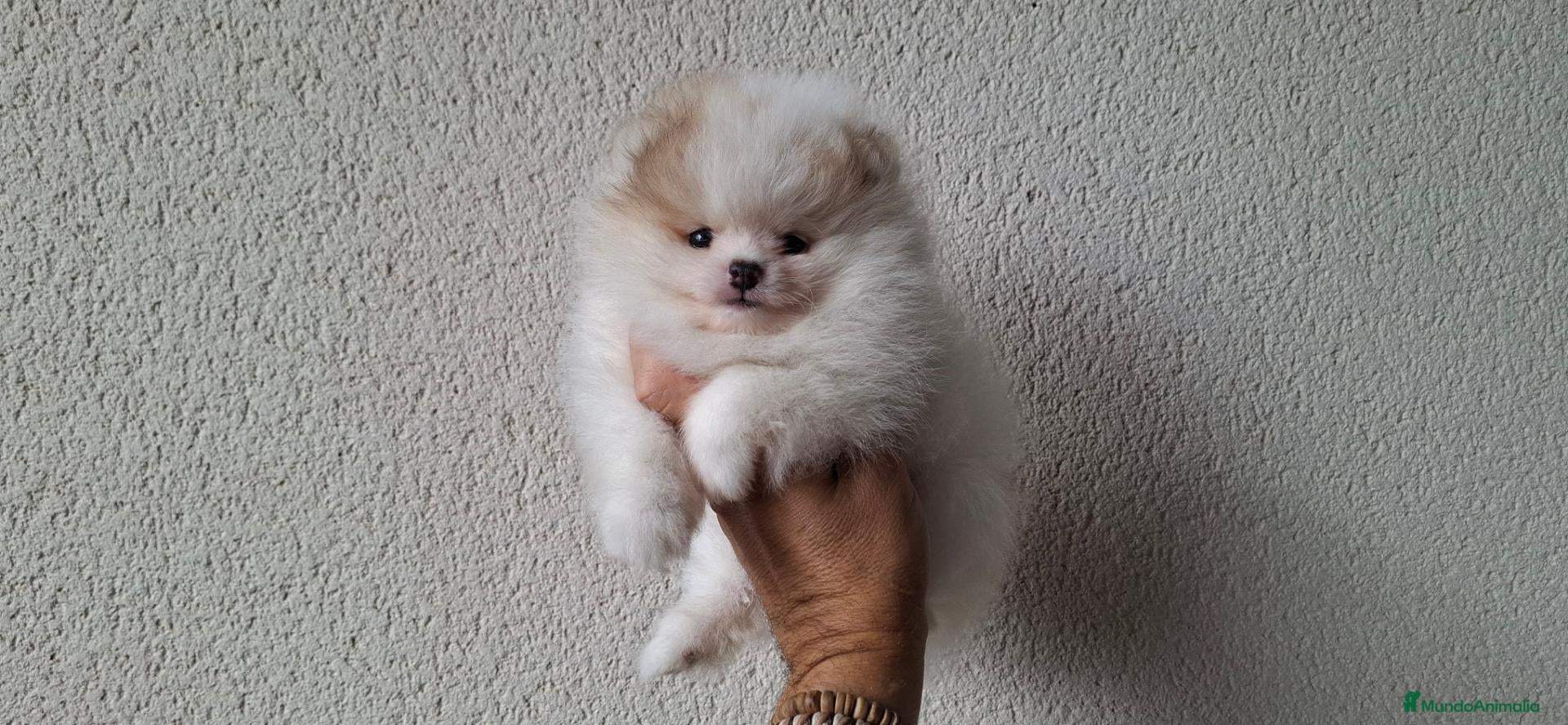 Pomerania perros Lulu de Pomerania Mini Parti color - Anuncio 21
