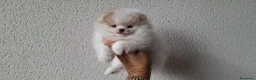 Pomerania perros en venta: Lulu de Pomerania Mini Parti color - Anuncio 1