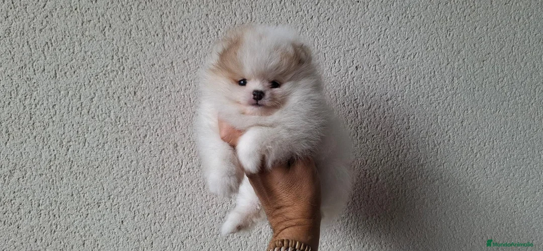 Pomerania perros en venta: Lulu de Pomerania Mini Parti color - Anuncio 1