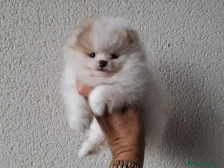 Pomerania perros Lulu de Pomerania Mini Parti color - Anuncio 21