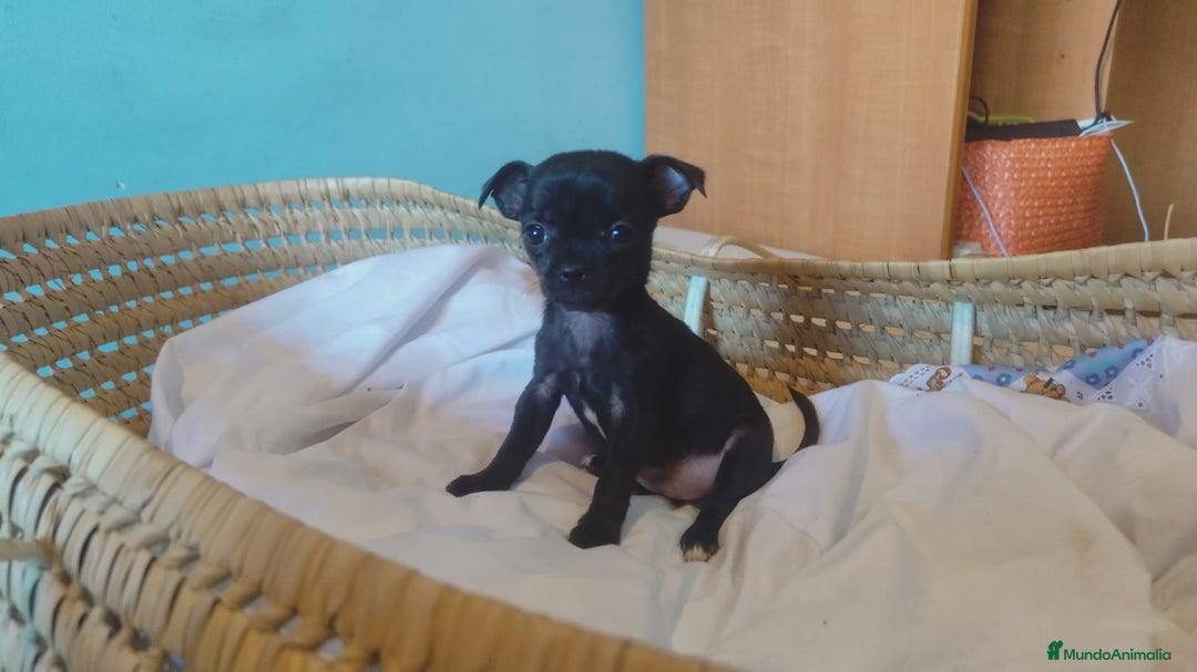 Chihuahua perros en venta: Chihuahua toy cabeza manzana  - Imagen 2